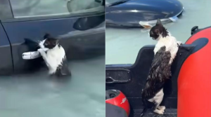 VIDEO Salvare înduioșătoare a unei pisici agățate de o mașină în timpul inundațiilor din Dubai