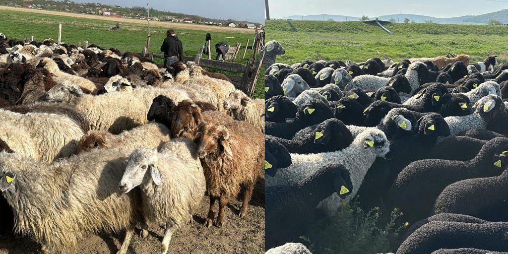  Crescătorii de oi din Iași vând masiv, în țările arabe: Anul trecut au plecat la export aproape 30.000 de capete
