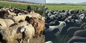Crescătorii de oi din Iași vând masiv, în țările arabe: Anul trecut au plecat la export aproape 30.000 de capete