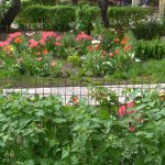Pensionară amendată că a plantat flori în grădina blocului