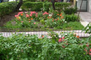 Pensionară amendată că a plantat flori în grădina blocului