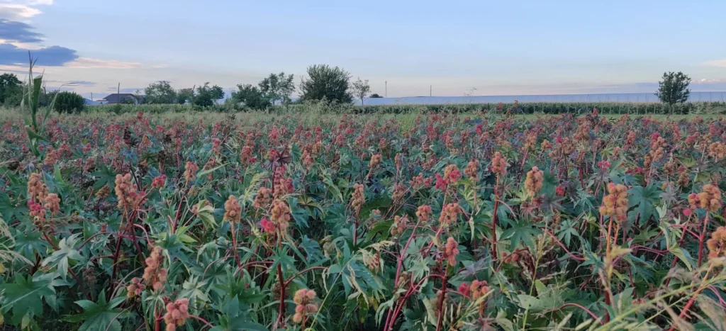  Planta care îi poate îmbogăți pe agricultorii români. Le aduce zeci de mii de euro pe hectar