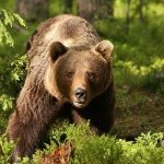 Alertă: mai mulți urși au fost semnalați la marginea județului Iași
