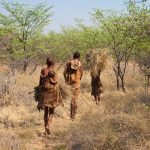Ultimii vânători-culegători din Africa aveau o alimentaţie bazată preponderent pe plante