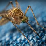 Avertisment de sezon de la DSP: apare riscul bolilor transmise de căpușe și țânțari