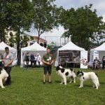 Festival al animalelor la USV Iași: parade de câini, echitație, păsări exotice, iepuri, show de dresaj