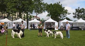 Festival al animalelor la USV Iași: parade de câini, echitație, păsări exotice, iepuri, show de dresaj