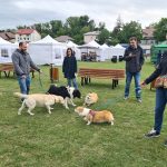REPORTAJ Weekend deosebit printre patrupede. Câini campioni au concurat alături de maidanezi. Animal Fest IV în Copou