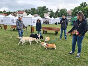 REPORTAJ Weekend deosebit printre patrupede. Câini campioni au concurat alături de maidanezi. Animal Fest IV în Copou
