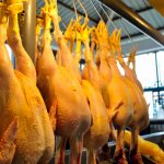 Președintele ANSVSA: ”Puiul galben poate fi consumat fără probleme”