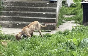 Clujean amendat cu 8.000 de lei pentru că şi-a lăsat câinele în lanţ, fără apă şi mâncare – FOTO