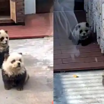 VIDEO Vizitatorii unui ZOO din China, păcăliți cu doi cățeluși vopsiți în alb și negru. Taxa-3 dolari pentru ”câinii panda”