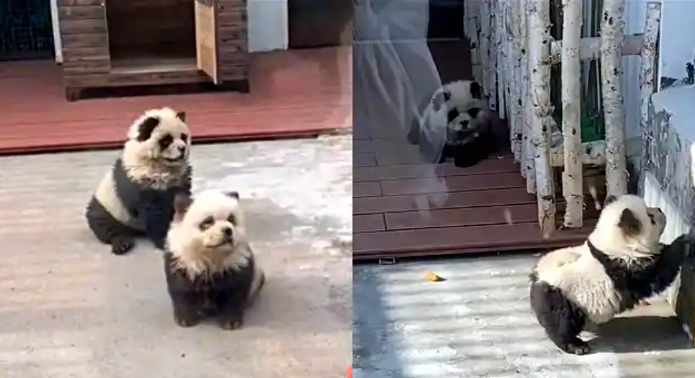  VIDEO Vizitatorii unui ZOO din China, păcăliți cu doi cățeluși vopsiți în alb și negru. Taxa-3 dolari pentru ”câinii panda”