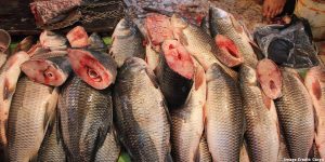Comercianții de pește, prinși cu nereguli: inspectorii au închis două pescării din Iași
