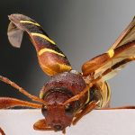 O specie de croitor din America a ajuns în Iași. Seamănă cu o viespe, iar larva se hrănește cu lemn