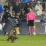 VIDEO Moment umoristic cu un raton în timpul unui meci. Alergat și prins cu tomberonul de gunoi pe terenul de fotbal