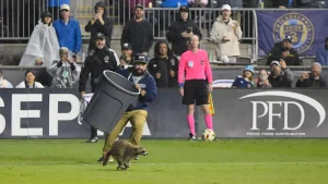 VIDEO Moment umoristic cu un raton în timpul unui meci. Alergat și prins cu tomberonul de gunoi pe terenul de fotbal