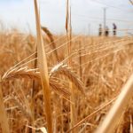 Prețul grâului, cel mai bun din ultimele 15 luni. Fermierii din Iași se bucură însă mai mult de ploi