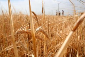 Prețul grâului, cel mai bun din ultimele 15 luni. Fermierii din Iași se bucură însă mai mult de ploi