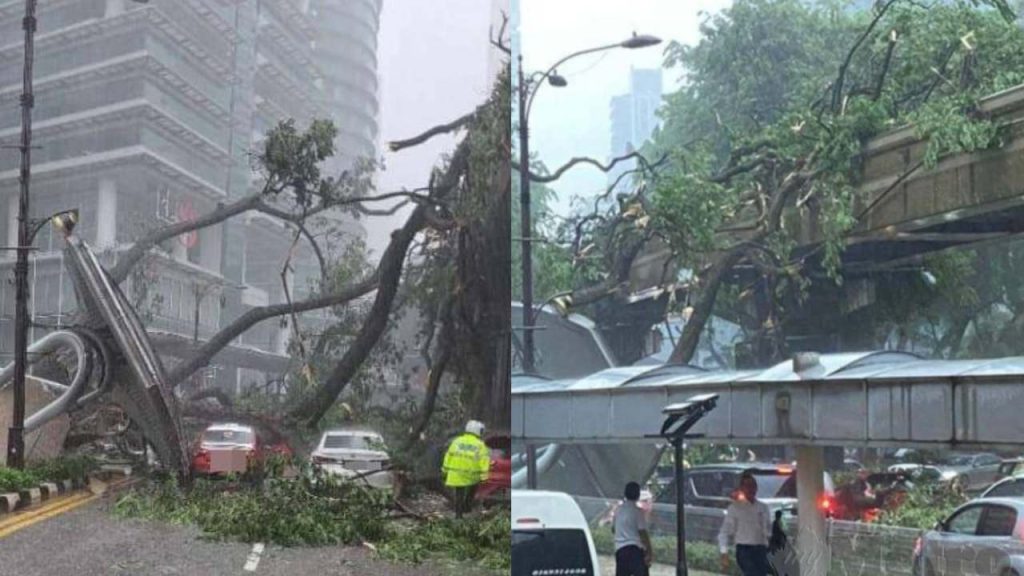  VIDEO Momentul în care un copac masiv se prăbușește peste un bulevard. O persoană a murit, mai multe mașini avariate