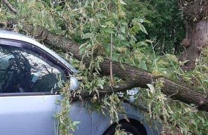 Copac căzut peste o mașină lângă Colegiul Racoviță