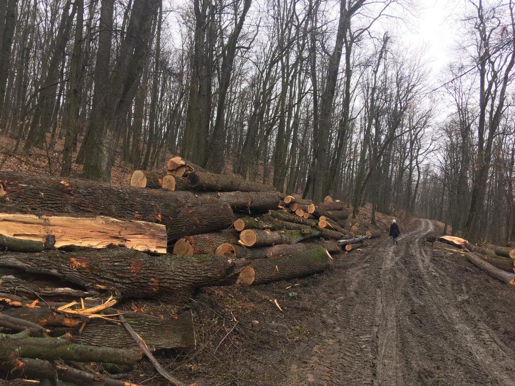 Înalta Curte a aprobat tăierile de arbori din pădurea Bârnova-Repedea. Un ONG s-a luptat în zadar cu Ministerul Mediului