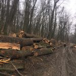 Înalta Curte a aprobat tăierile de arbori din pădurea Bârnova-Repedea. Un ONG s-a luptat în zadar cu Ministerul Mediului