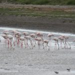 Zeci de păsări flamingo, văzute în Delta Dunării. Își vor alege pe viitor „reședința” în România?