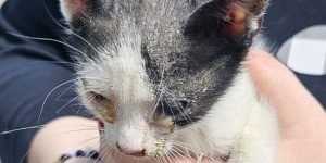 Suceava: Bărbat amendat cu 3.000 de lei, după ce a abandonat trei pui de pisică