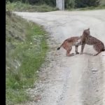 Video inedit, imagini rarisime - Hârjoneală în mijlocul drumului între doi puii de râși, în zona Vatra Dornei