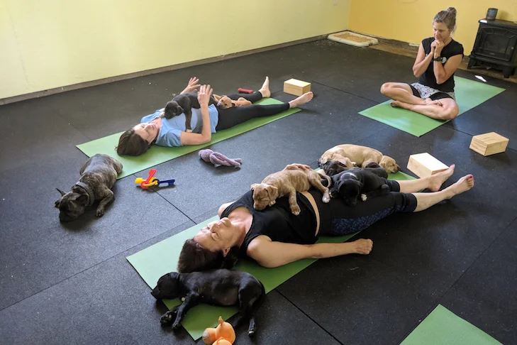  Italia interzice „puppy yoga” după ce au fost raportate presupuse rele tratamente