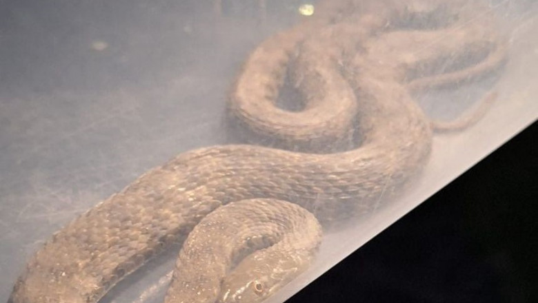  Mehedinţi: O familie a găsit un şarpe în dormitor. Au intervenit jandarmii şi au eliberat reptila în natură – FOTO