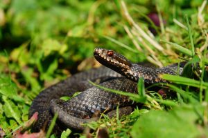 Avertisment al salvamontiştilor: Întâlnirile cu şerpii pe munte devin din ce în ce mai dese şi în cele mai nebănuite locuri