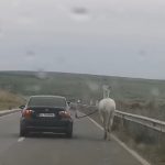Video neobișnuit cu un BMW cu numere de Iași pe lângă care alerga un cal ținut cu o curea de un pasager VIDEO