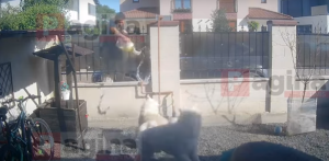 VIDEO Un bărbat a stropit cu benzină câinii vecinului deoarece lătrau prea mult