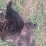 O ursoaică şi doi pui, ucişi de tren în Covasna. Al treilea ursuleţ, transportat la un centru pentru orfani