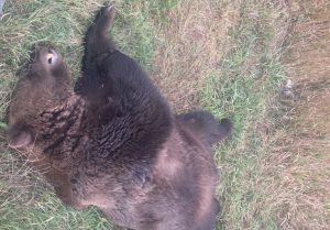 O ursoaică şi doi pui, ucişi de tren în Covasna. Al treilea ursuleţ, transportat la un centru pentru orfani