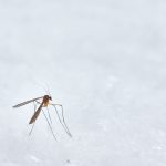 Și țânțarul de Iași poate da boli grave. Cât de periculoși sunt și ce virusuri cu risc letal pot purta? Avertismentele medicilor