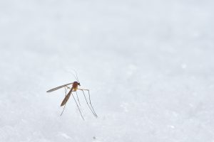 Și țânțarul de Iași poate da boli grave. Cât de periculoși sunt și ce virusuri cu risc letal pot purta? Avertismentele medicilor